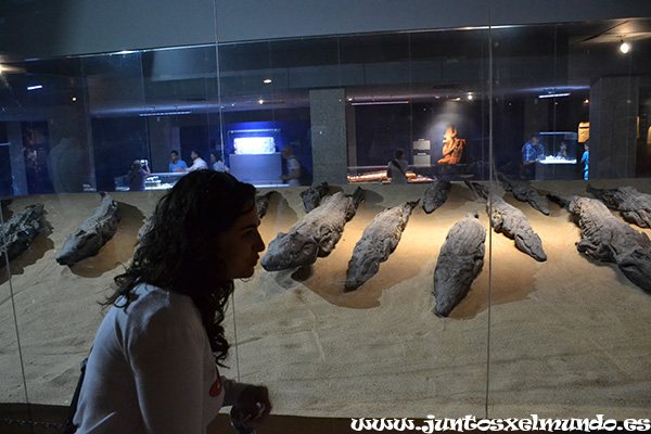 Museo cocodrilos 1