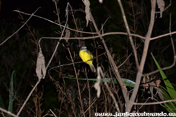 Pajaro Victor Diaz