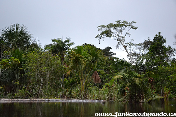 Amanecer en el Amazonas 4