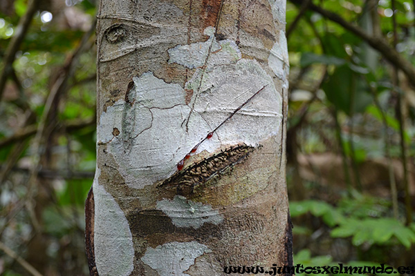 Arbol sangrando