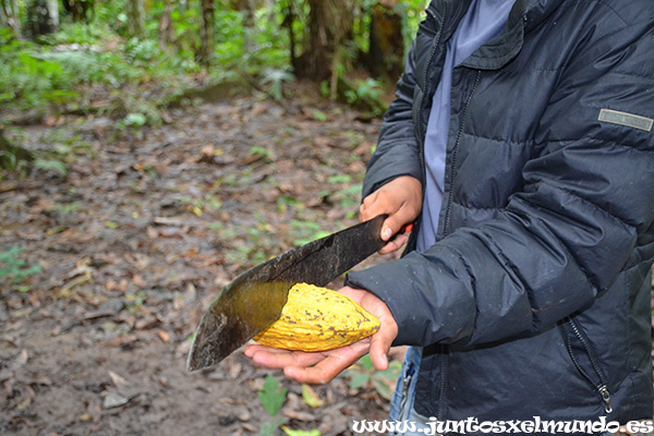 Cacao