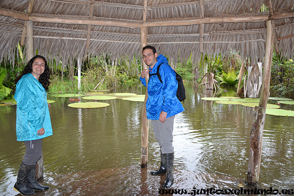 Victoria Regia 2