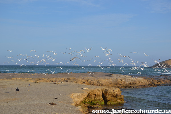 Reserva Nacional Paracas 10