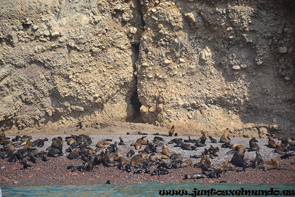 Islas Ballestas 10