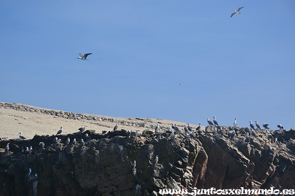 Islas Ballestas 2