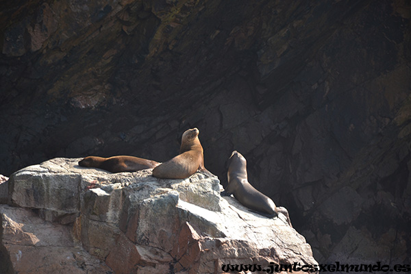 Islas Ballestas 3