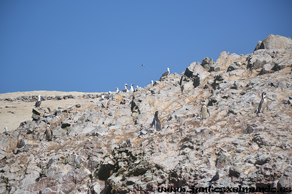 Islas Ballestas 7