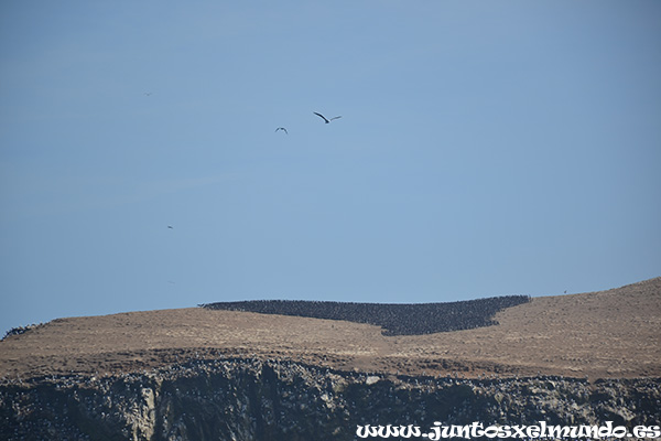 Islas Ballestas 9