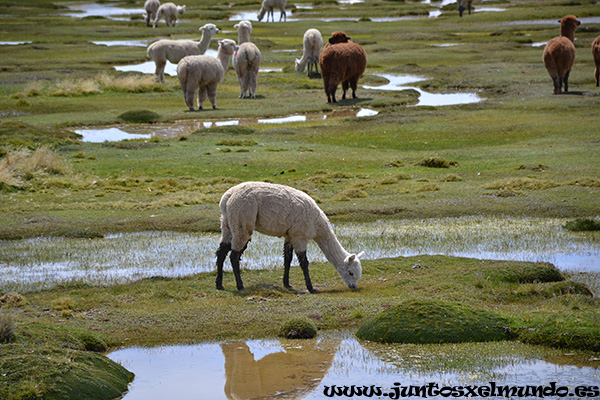 Llamas Alpacas y Vicunas 1