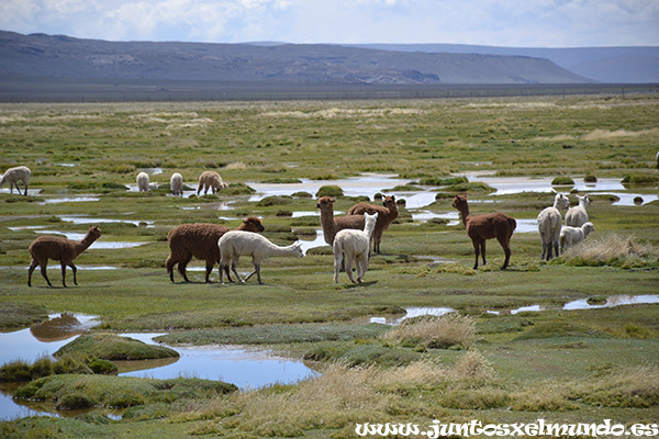 Llamas Alpacas y Vicunas 2