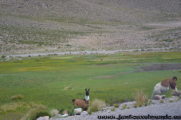 Llamas Alpacas y Vicunas 4