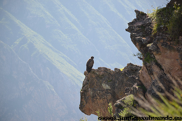 Cruz del Condor 6