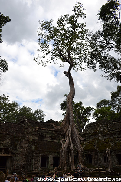 Ta Prohm 1