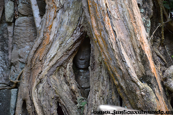 Ta Prohm 5