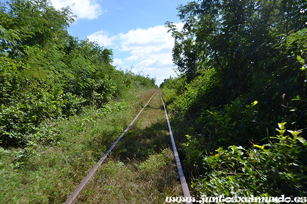 Tren de bambu 2