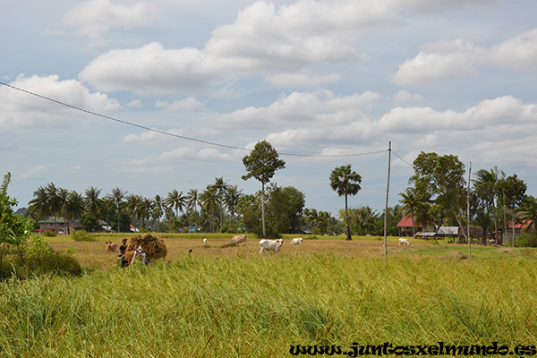 Countryside 2