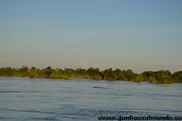 Delfines de Irrawaddy 2