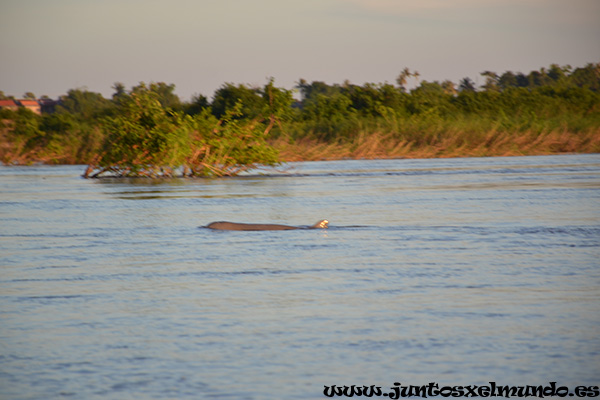 Delfines de Irrawaddy 3