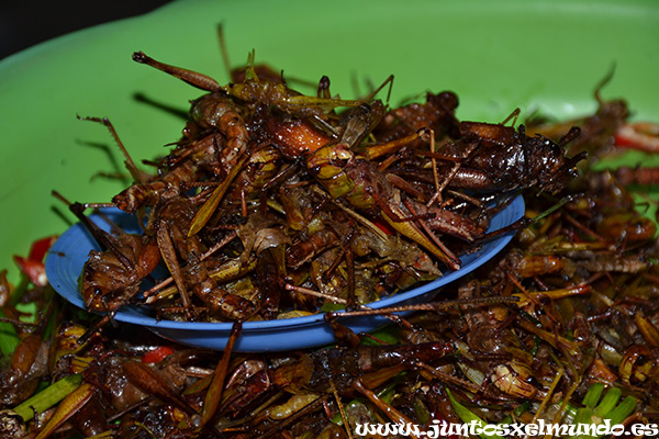 Insectos