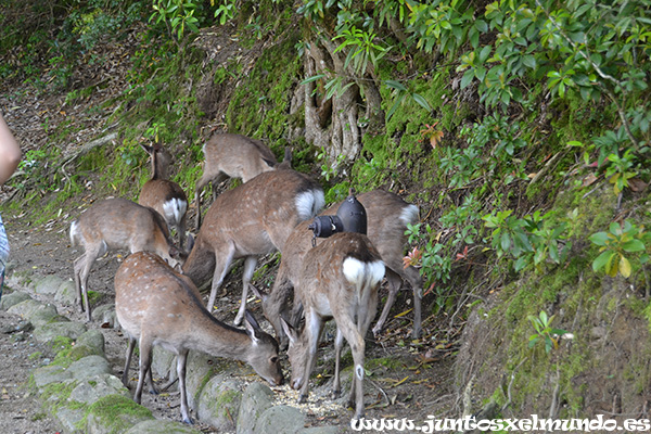 Momijidani Park 1