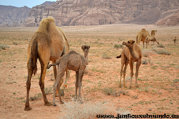 Desierto de Wadi Rum 15