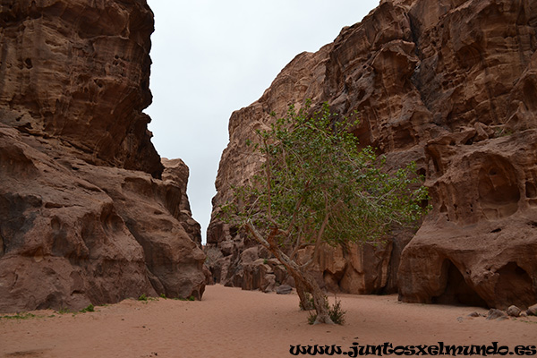 Desierto de Wadi Rum 16