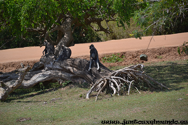 Safari Yala Park 10