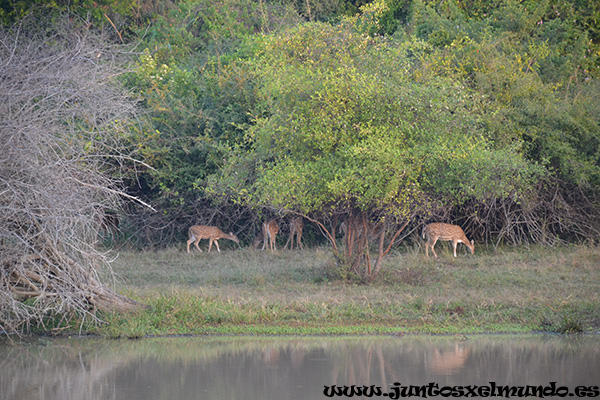 Safari Yala Park 2