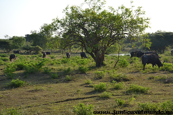 Safari Yala Park 5