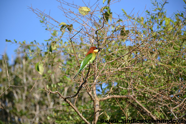 Safari Yala Park 6