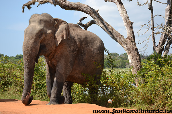 Safari Yala Park 7