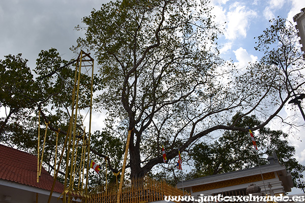 Sri Maha Bodhi 2