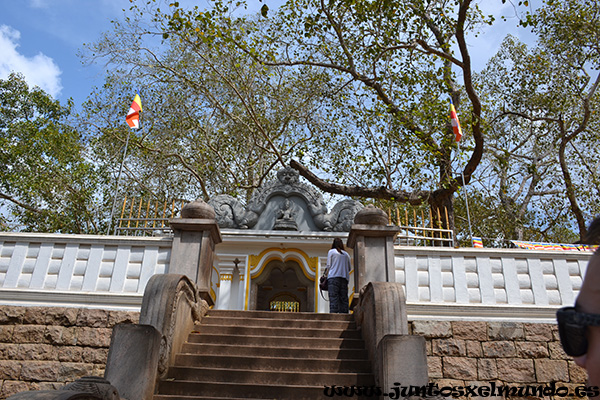 Sri Maha Bodhi 3