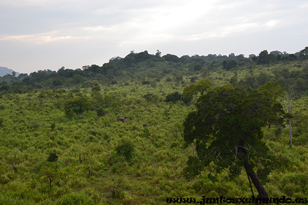 Safari en Hurulu Park 10