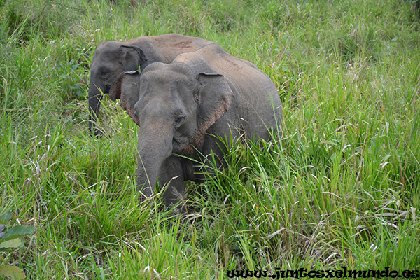 Safari en Hurulu Park 6