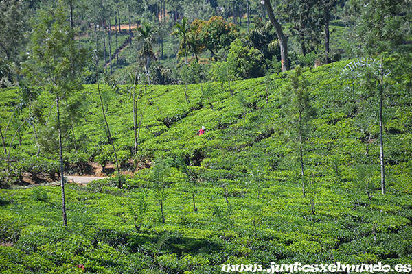 De Kandy a Nuwara Eliya 2