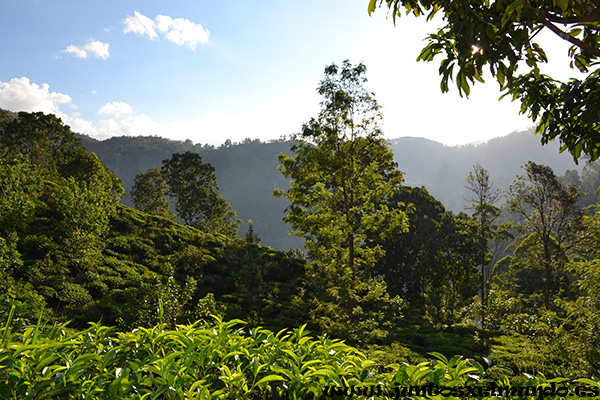 Little Adam's Peak 1