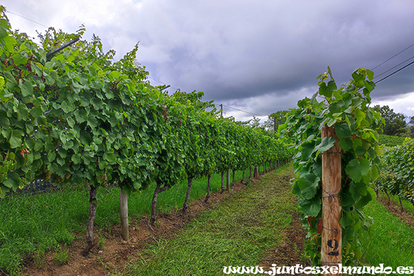 Bodega Hiruzta 1