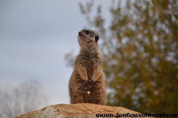 Zoo de Beauval 10