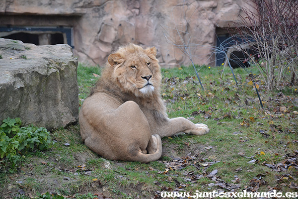 Zoo de Beauval 11