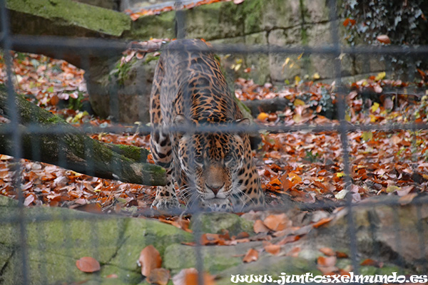 Zoo de Beauval 13