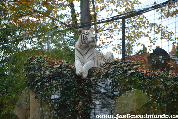 Zoo de Beauval 14