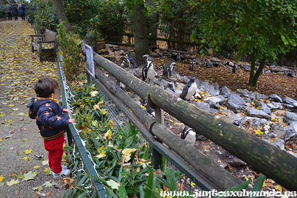 Zoo de Beauval 15