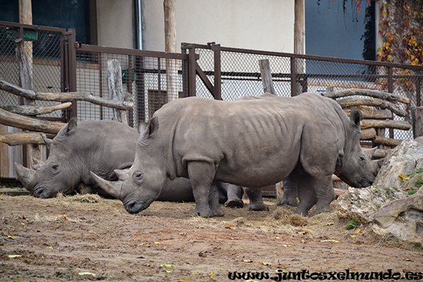 Zoo de Beauval 16