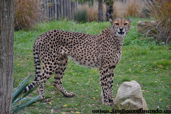 Zoo de Beauval 17