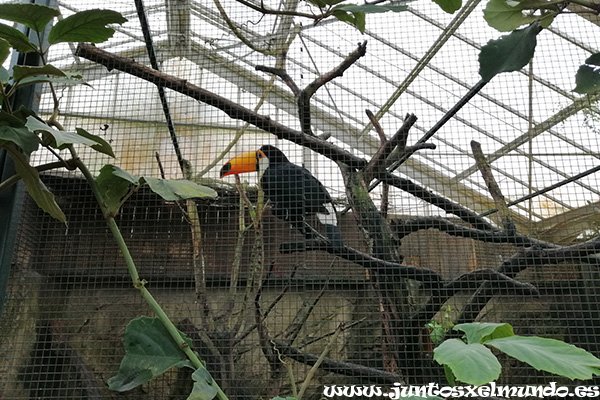 Zoo de Beauval 18