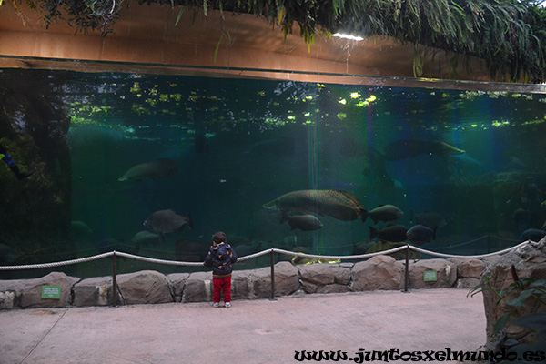 Zoo de Beauval 2