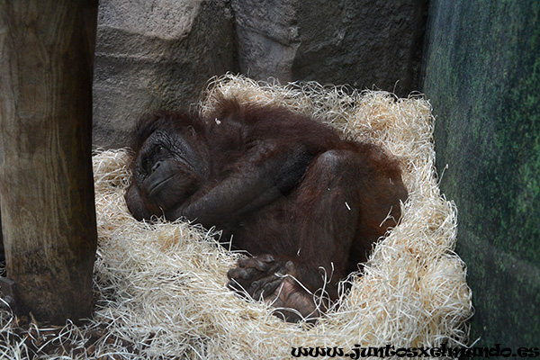 Zoo de Beauval 20