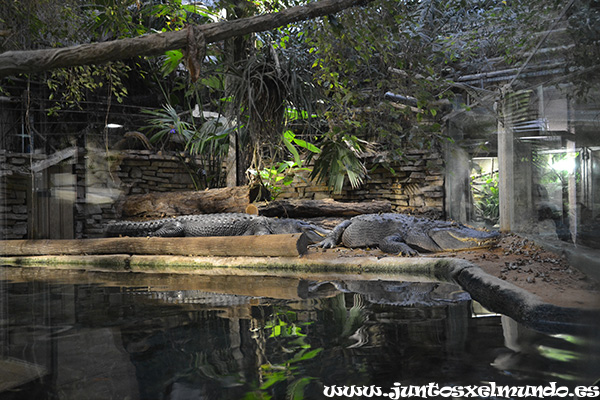 Zoo de Beauval 21