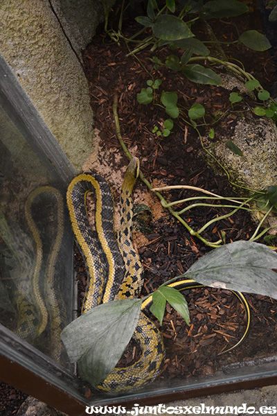 Zoo de Beauval 23